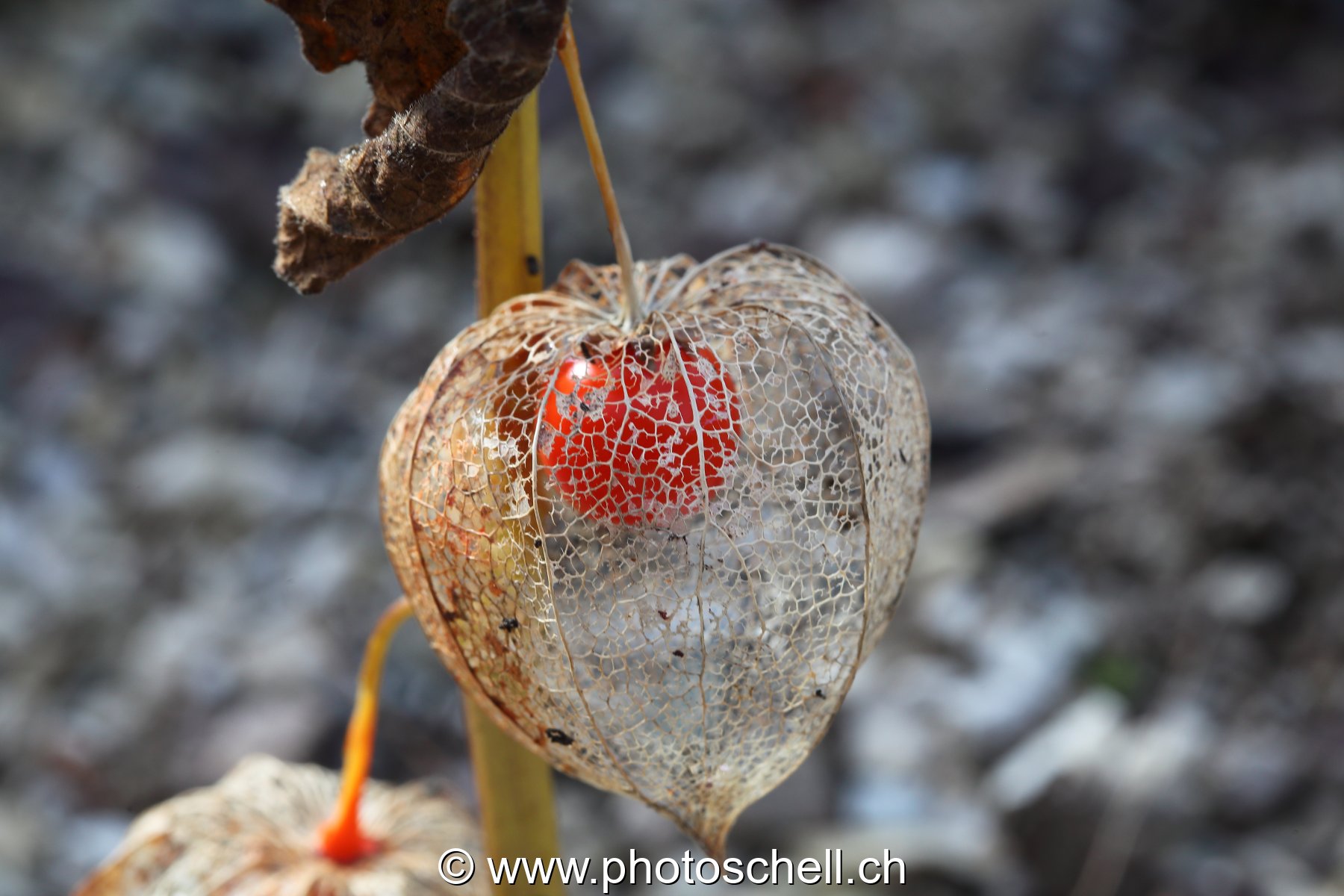 Physalis