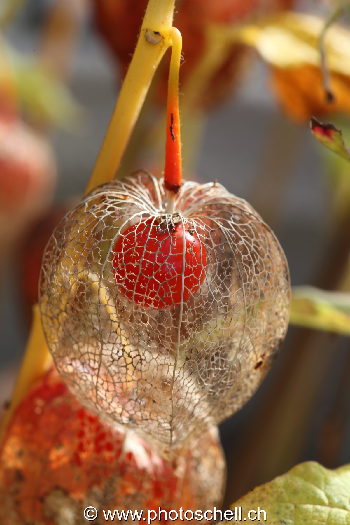 Physalis