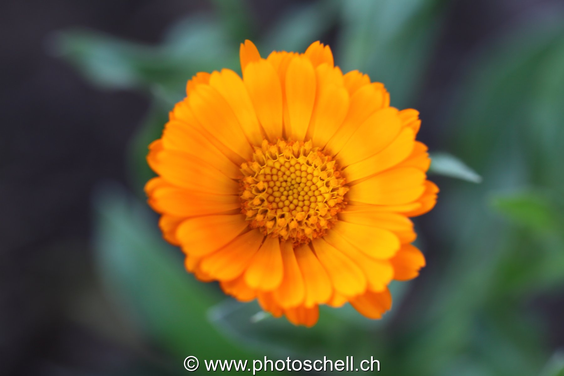 Fleur