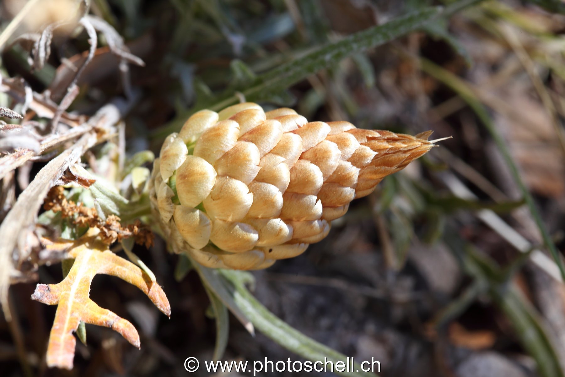 Fluer en forme de pive