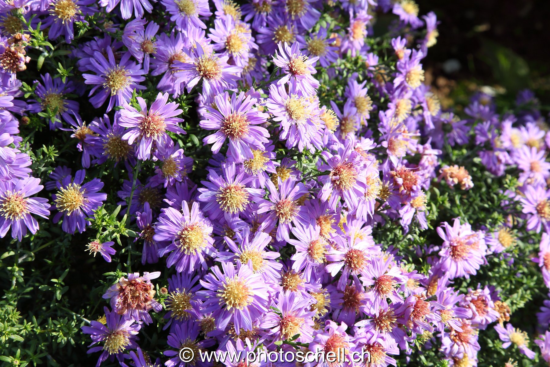 Marguerites roses
