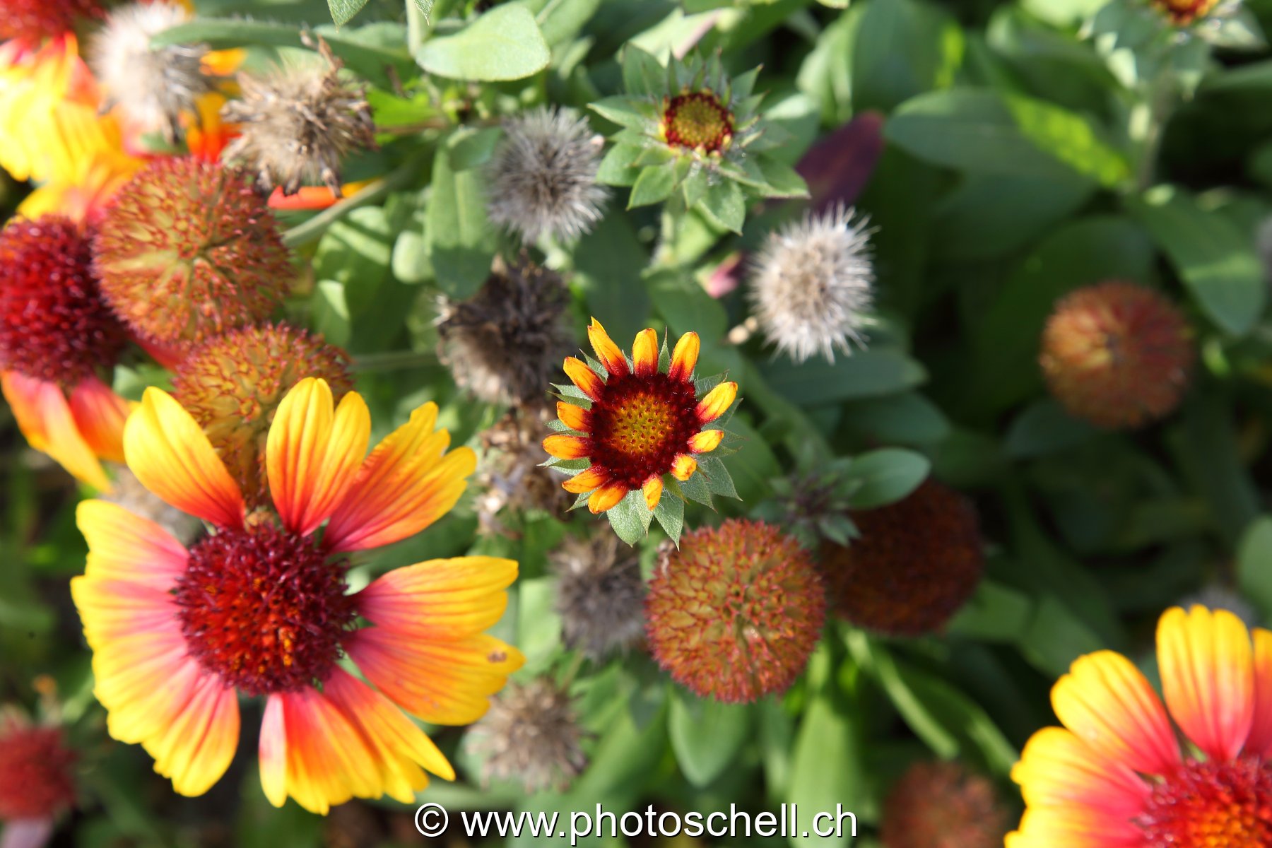 Fleurs