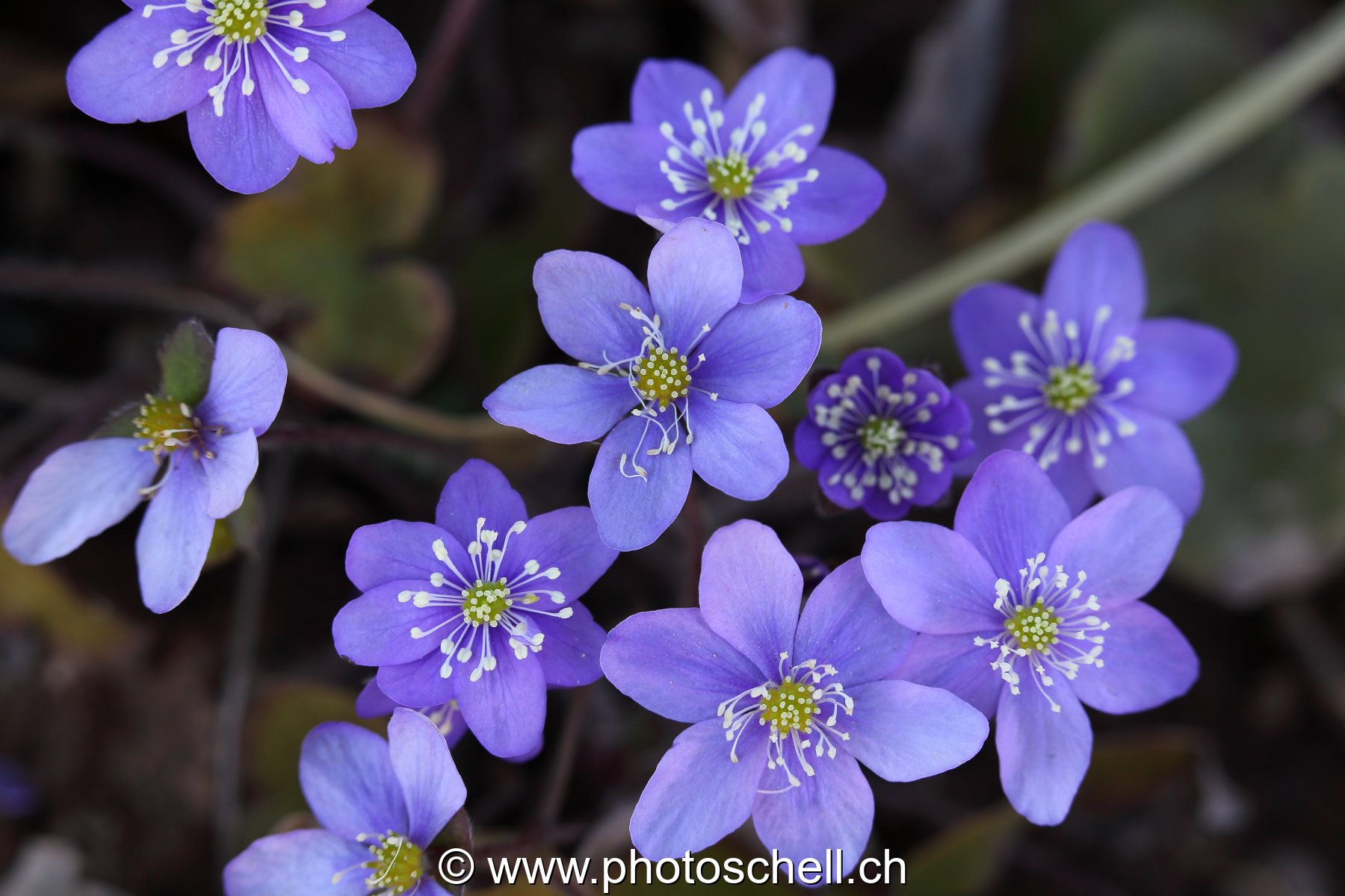 Fleurs