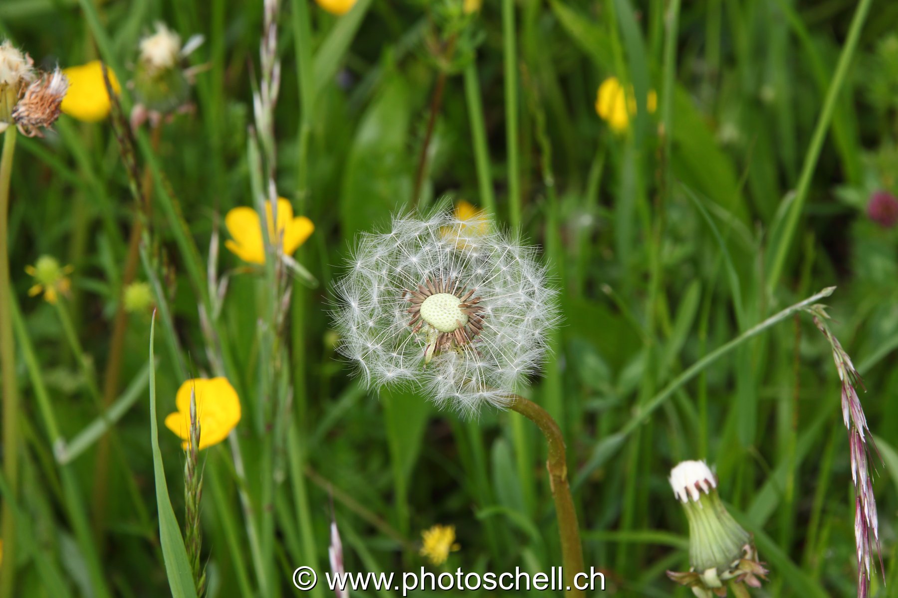 Pissenlit dans le pré