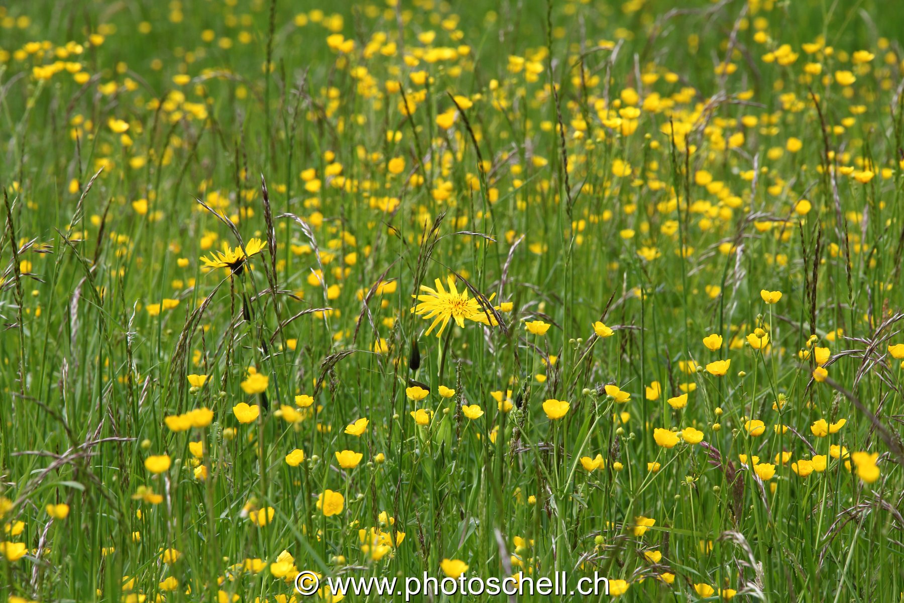Pissenlit dans le pré
