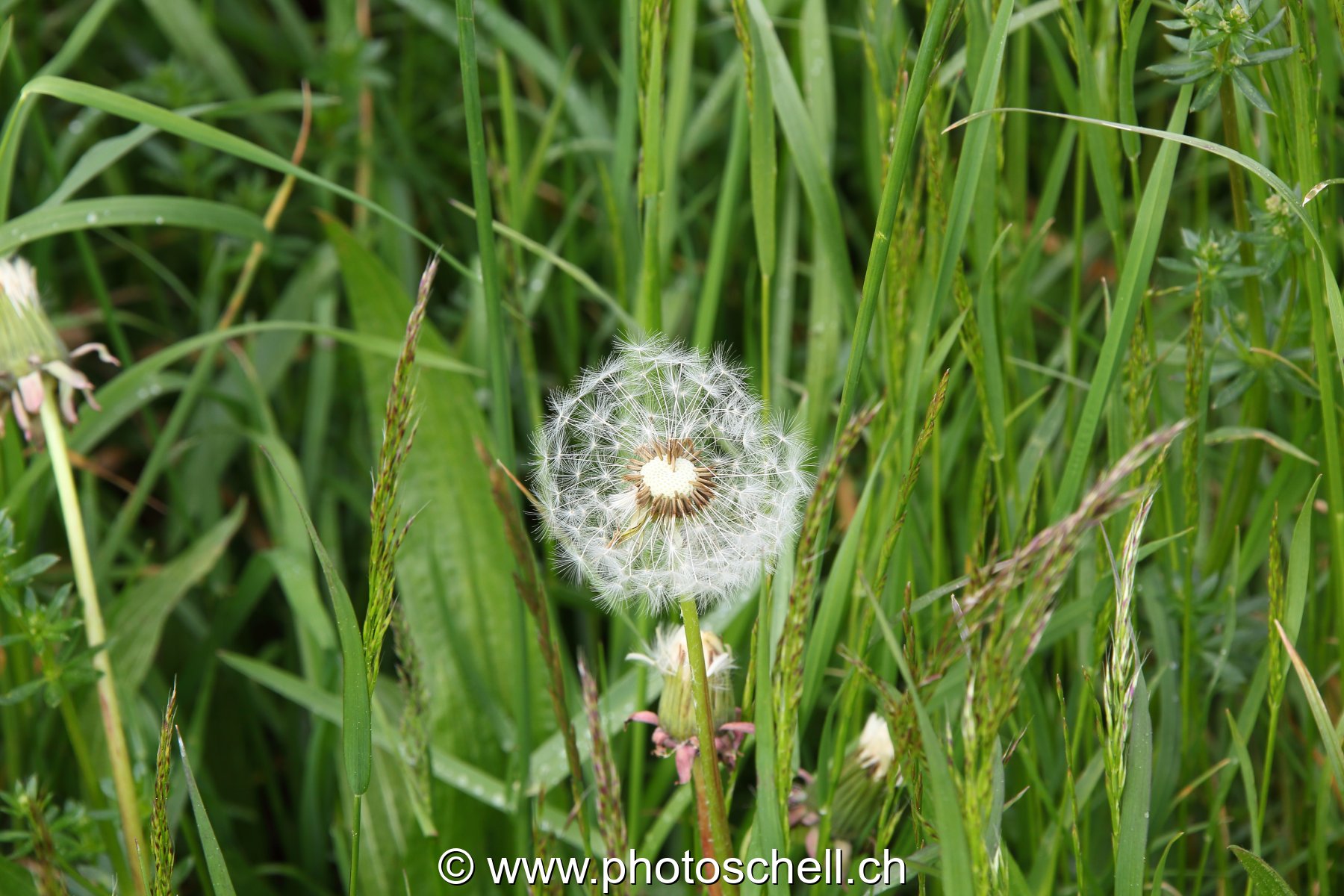 Pissenlit dans le pré