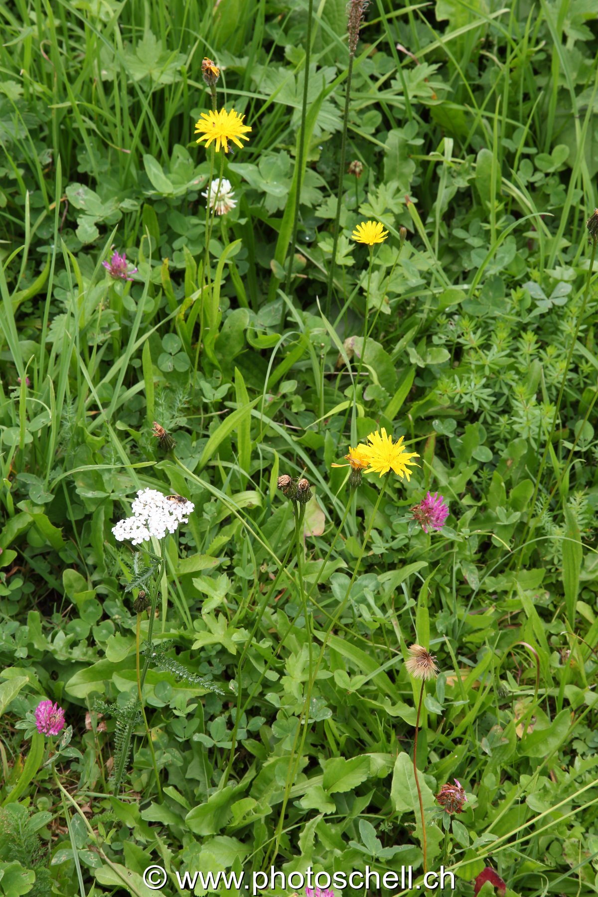 Fleurs des prés