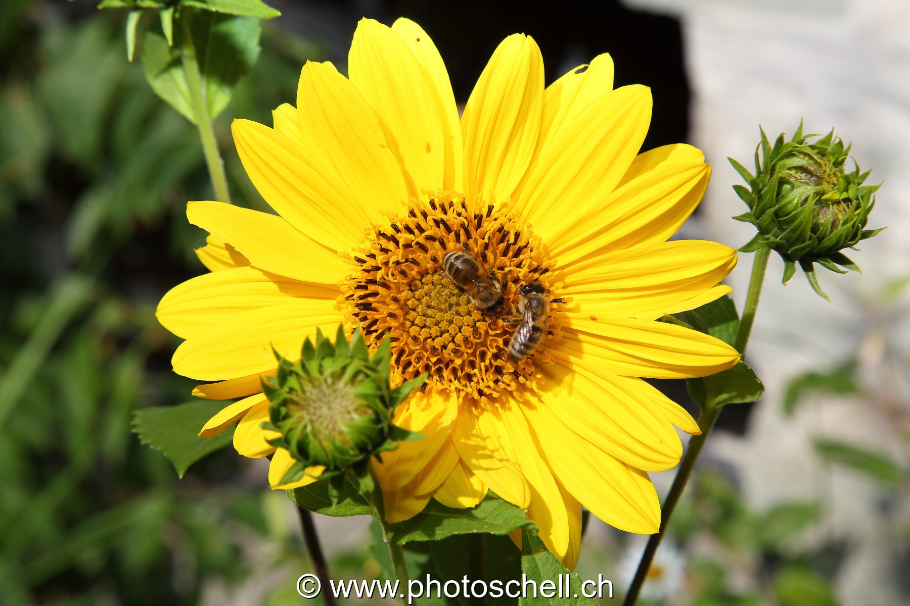 Abeilles butinant