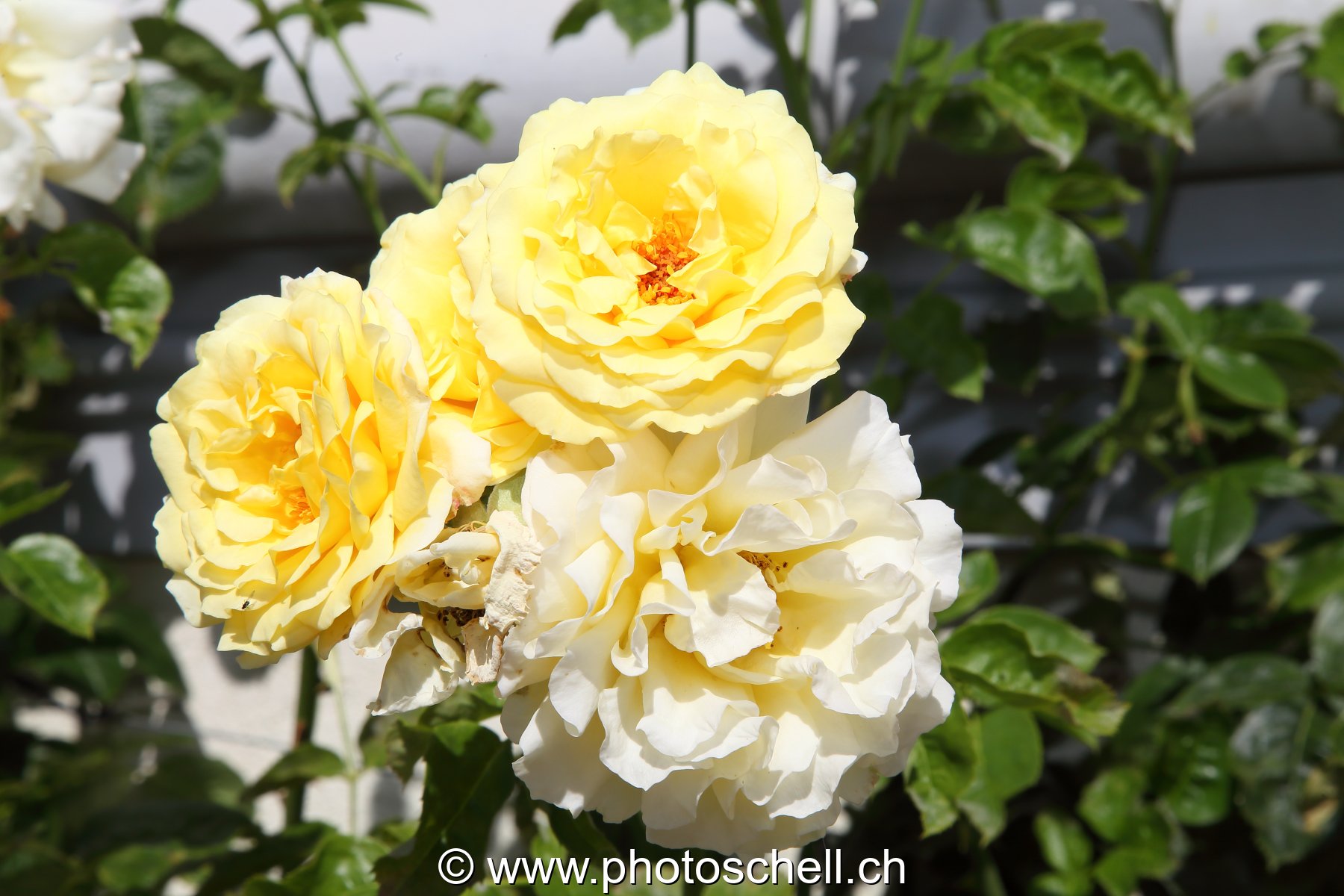 Roses jaune pâles