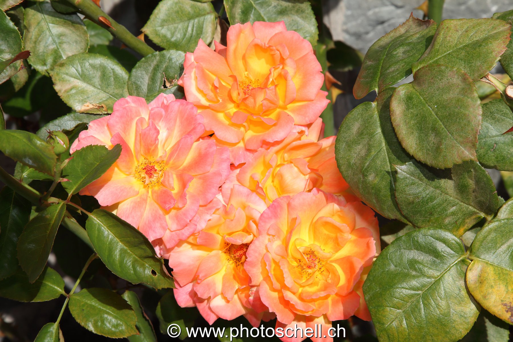 Roses