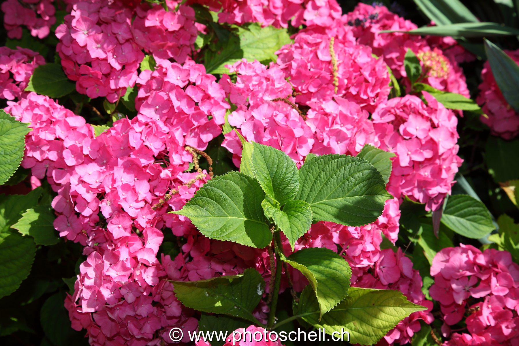 Fleurs roses