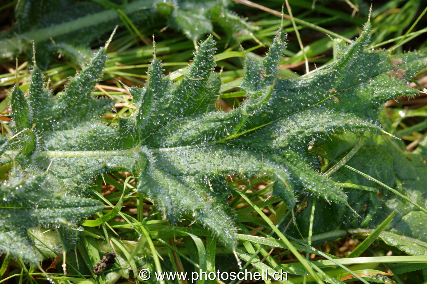 Feuilles de chardons sauvages