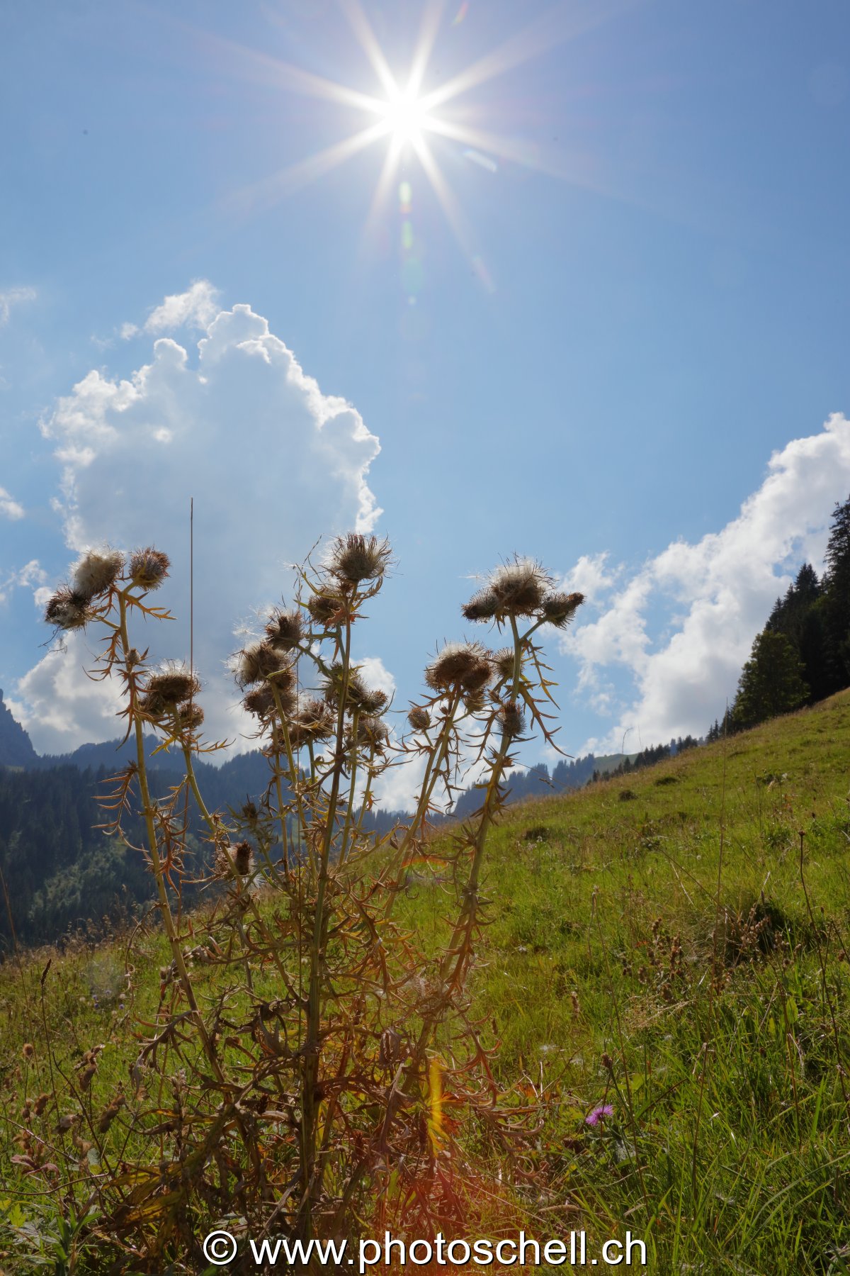Chardons sauvages en contre-jour