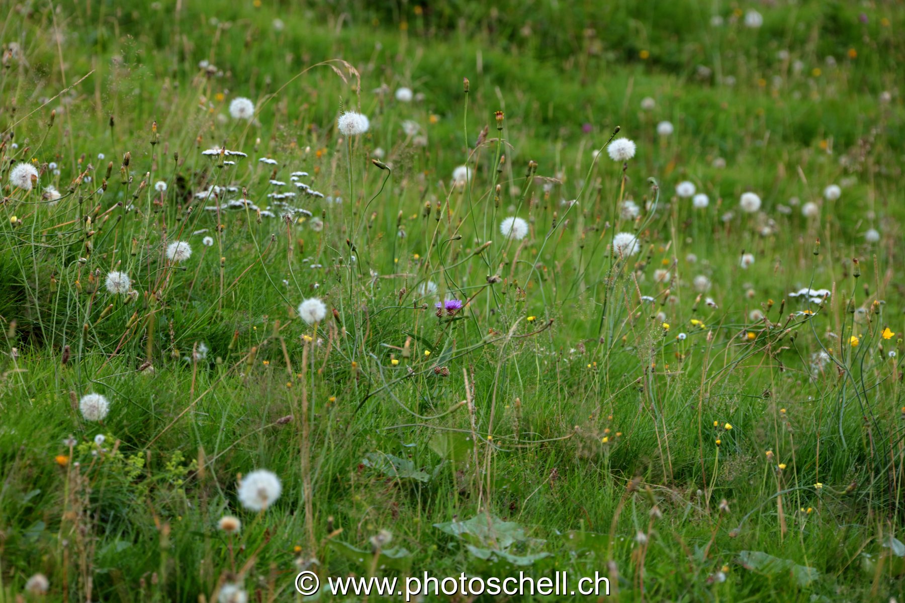 Fleurs d'alpage