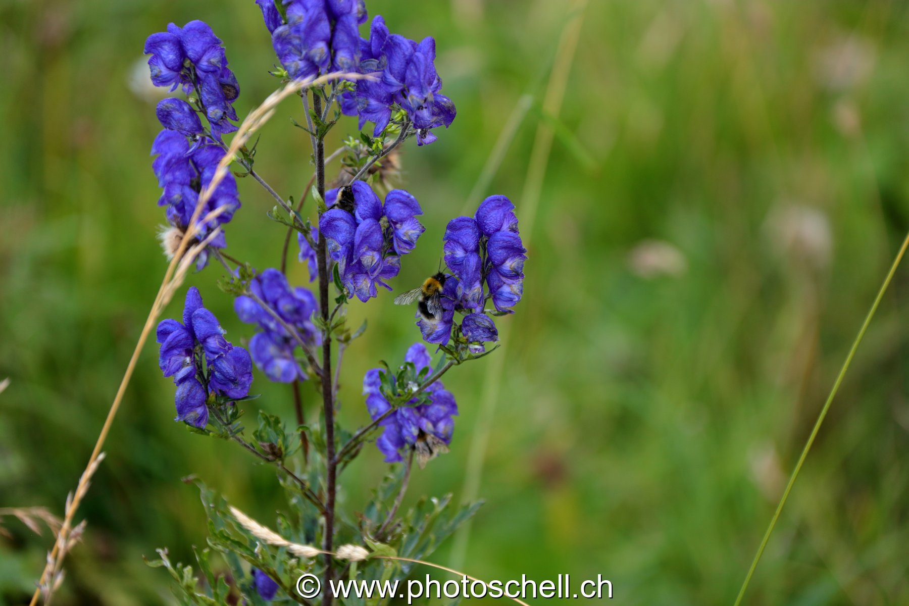Fleurs d'alpage