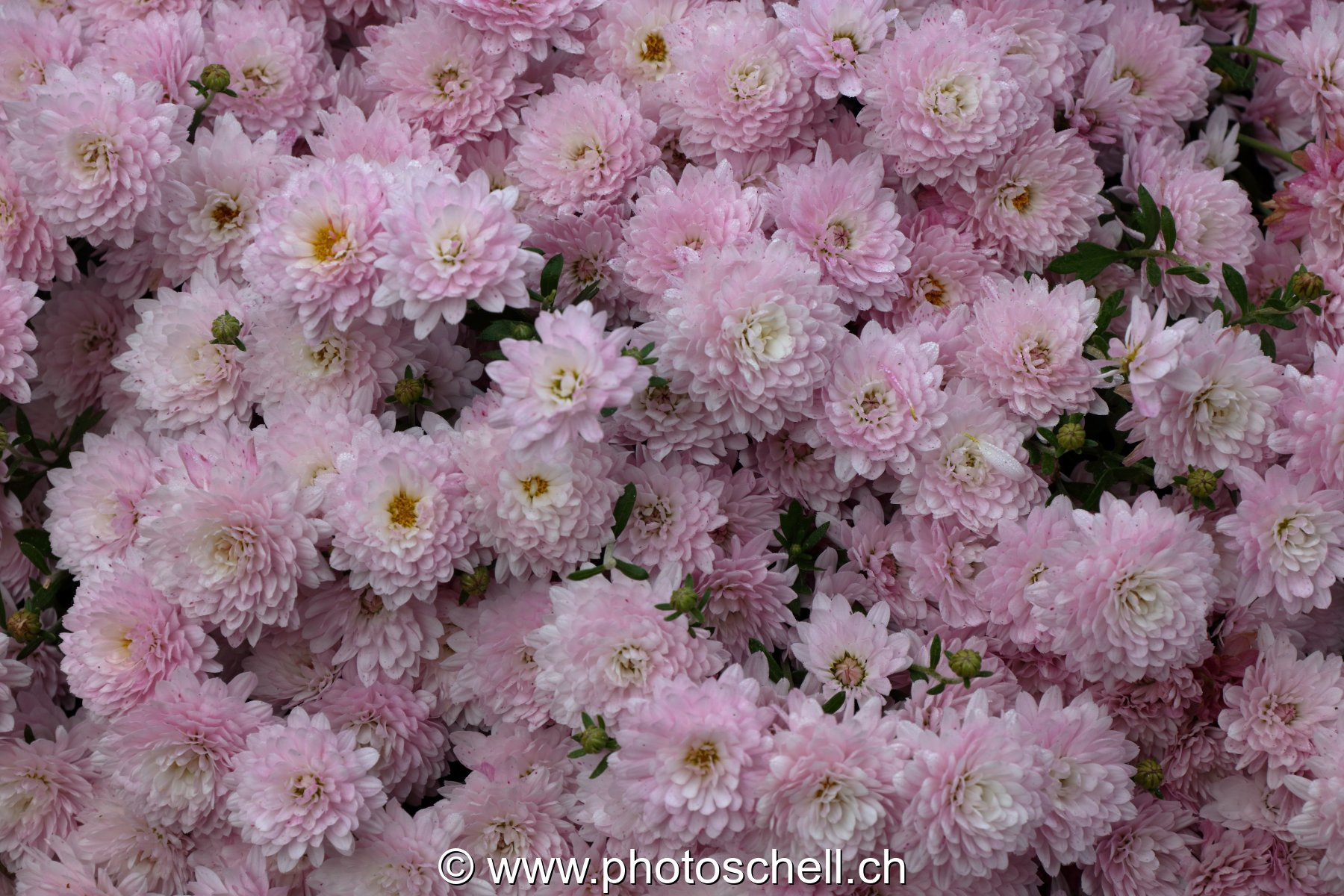 Fleurs