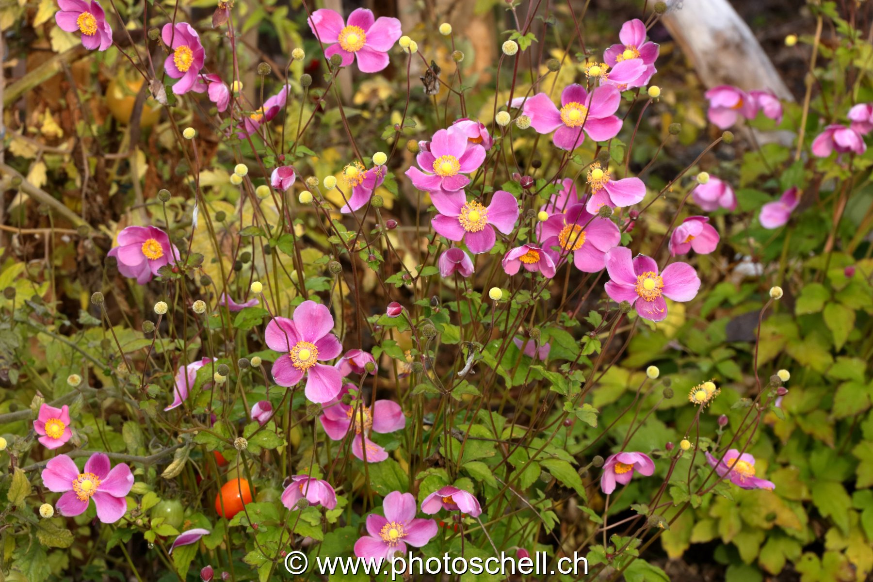 Fleurs