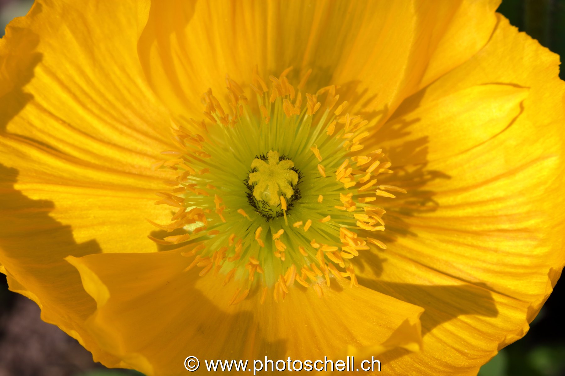 Fleur