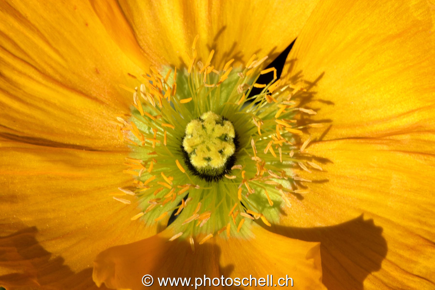 Fleur