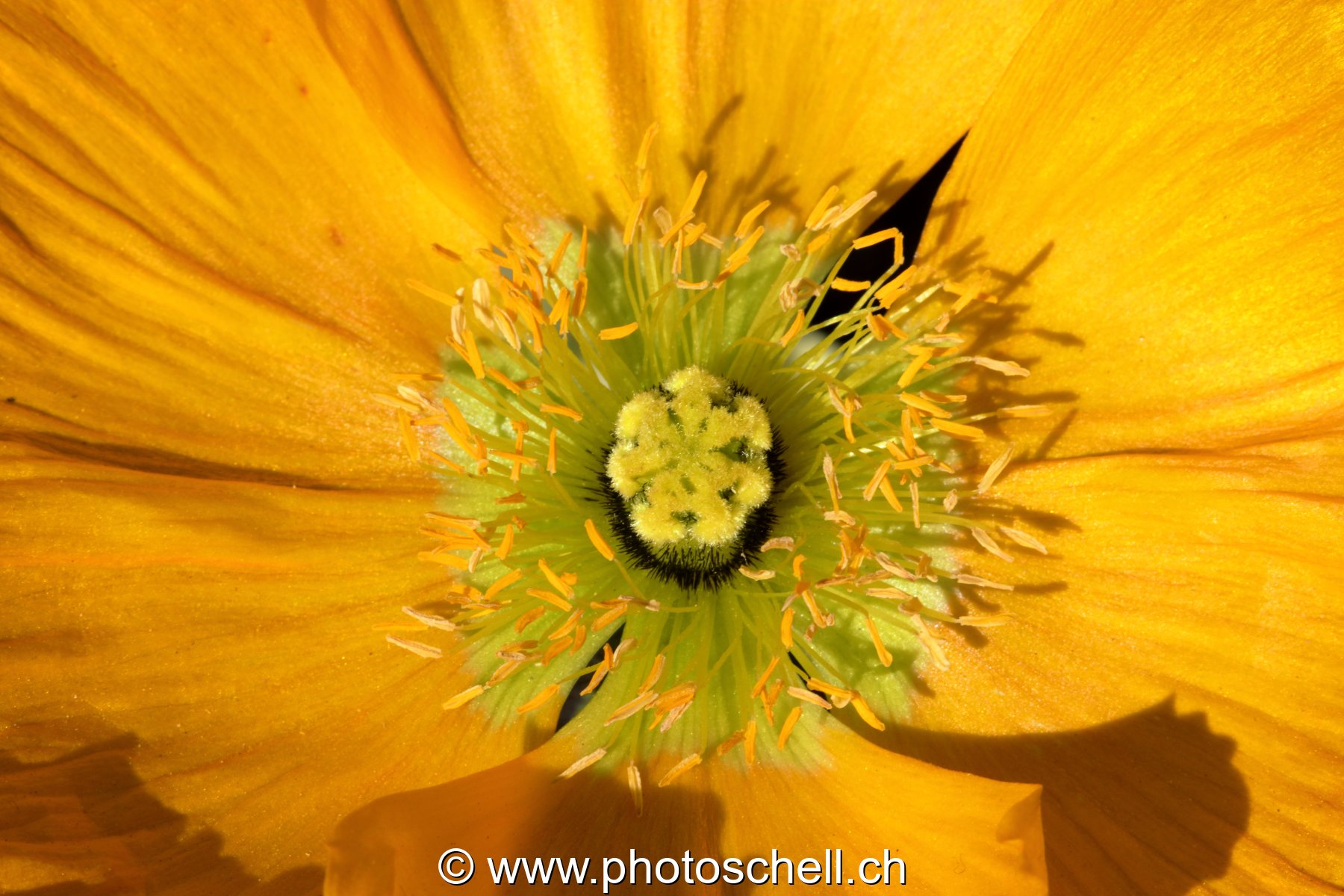Fleur