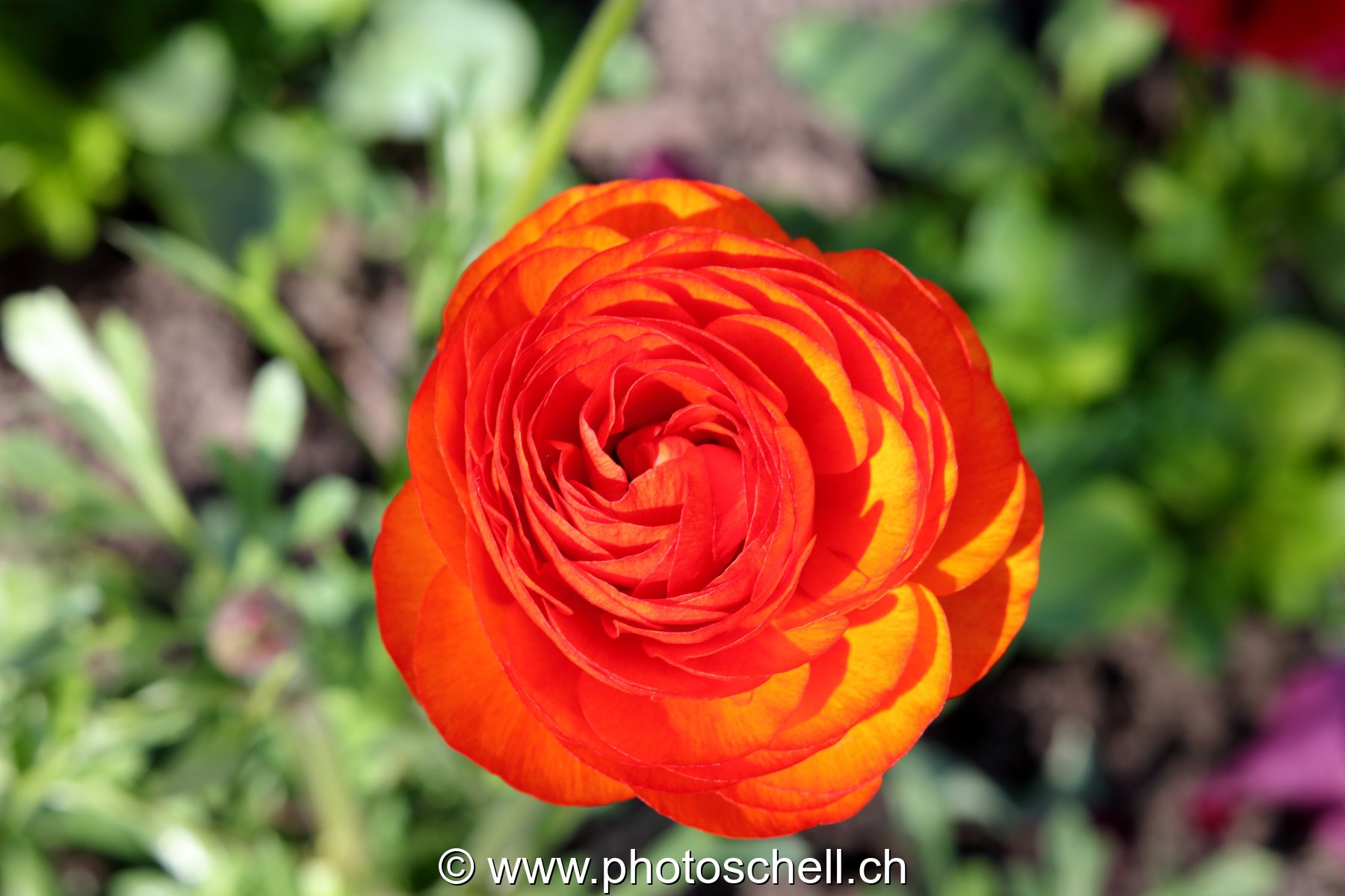 Rose