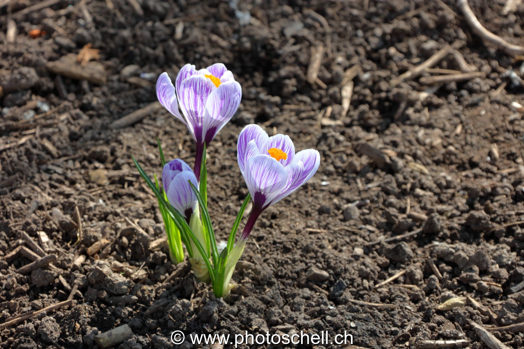 Crocus