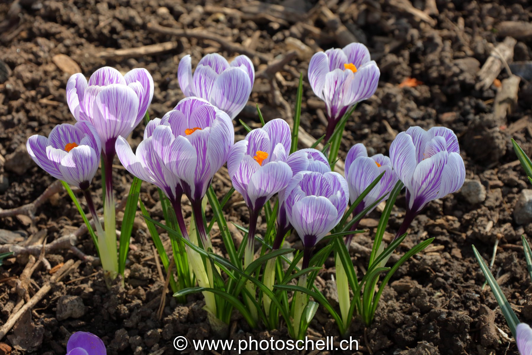 Crocus