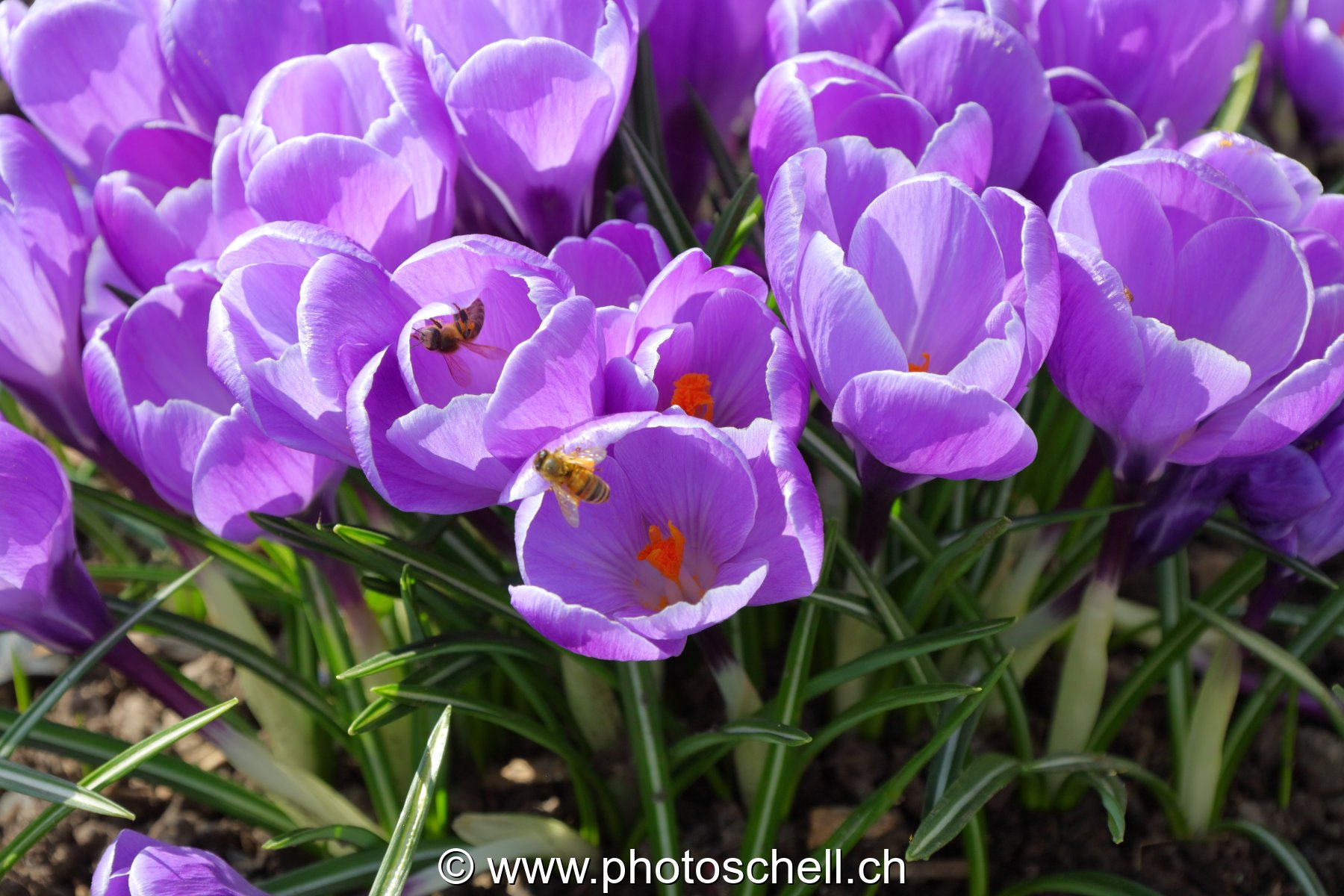 Crocus
