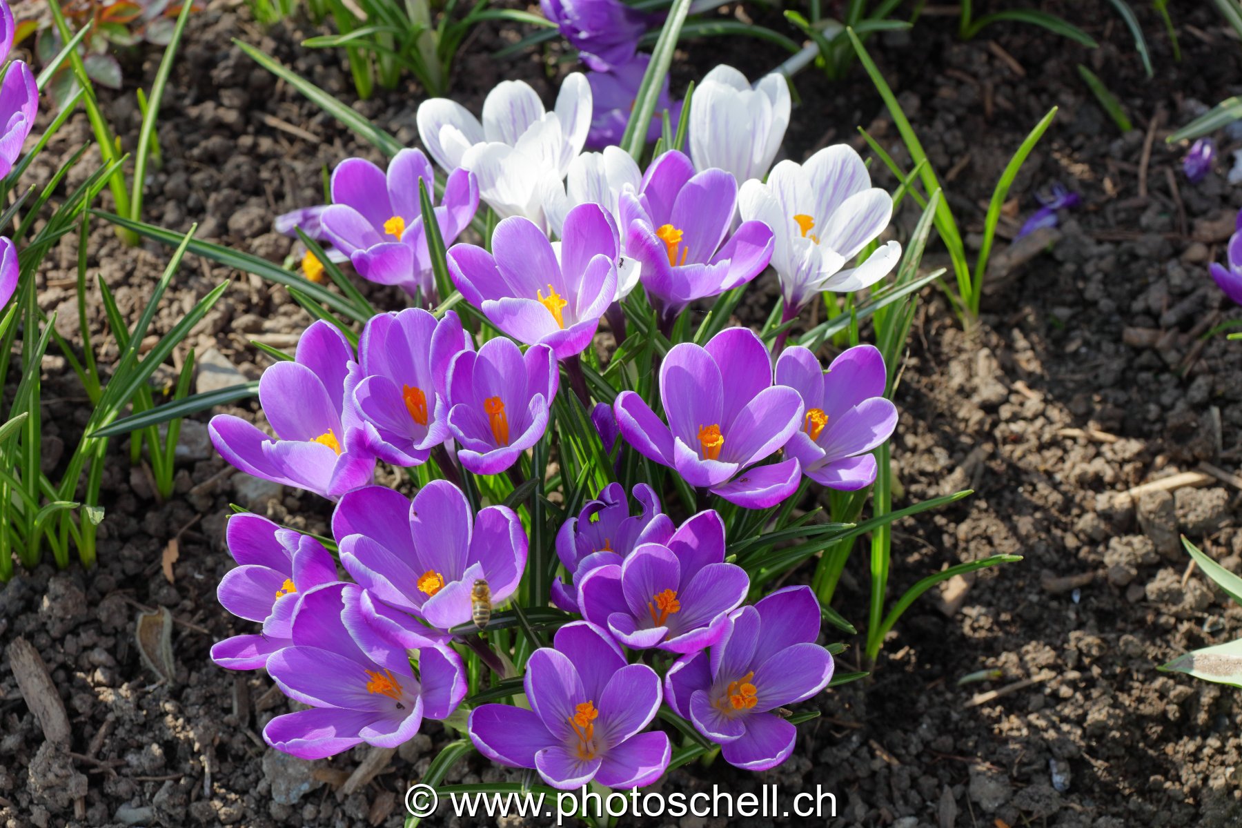 Crocus
