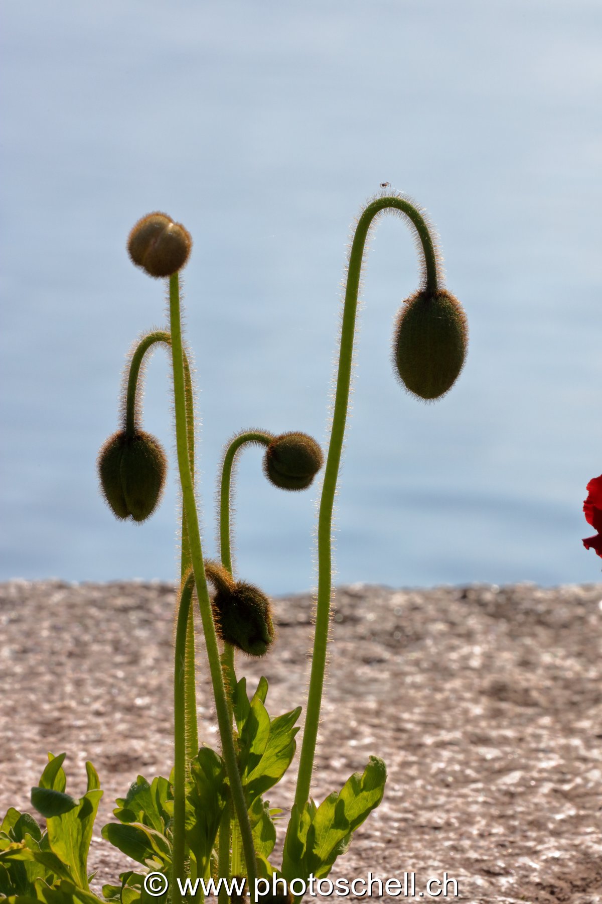 boutons de coquelicots
