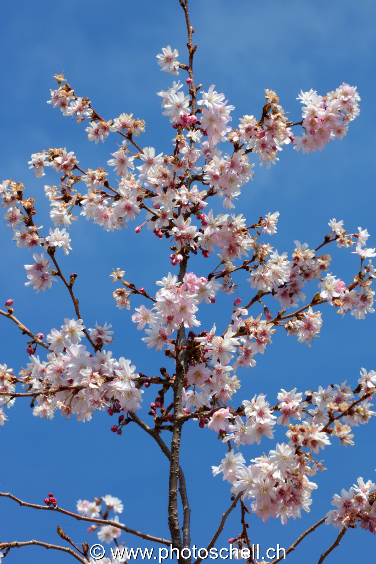 Fleurs