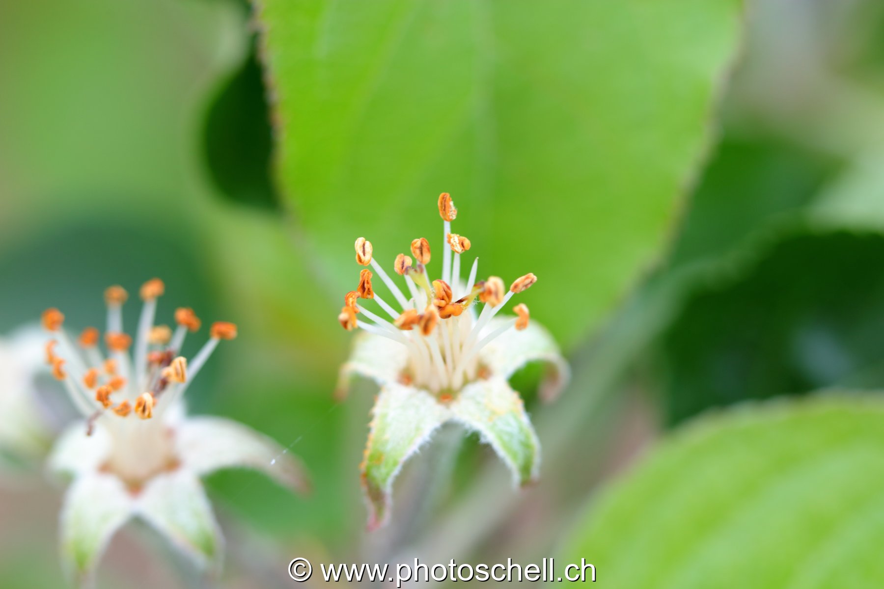 Pistils de fleurs de pommiers