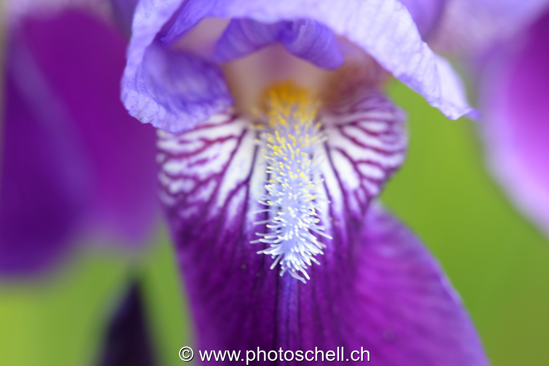 Bouche de l'iris