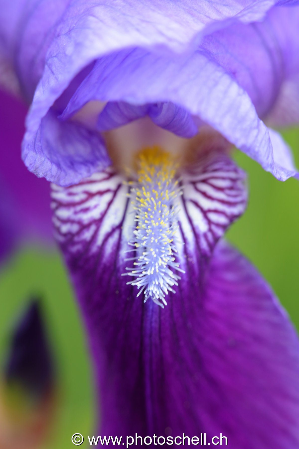 Bouche de l'iris