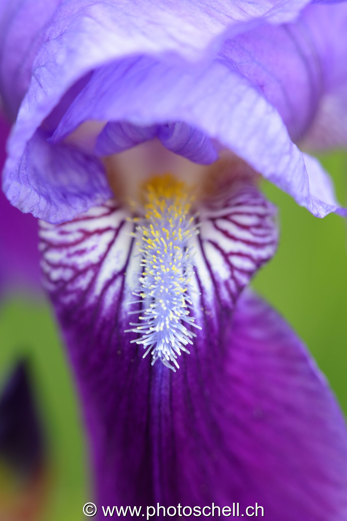 Bouche de l'iris