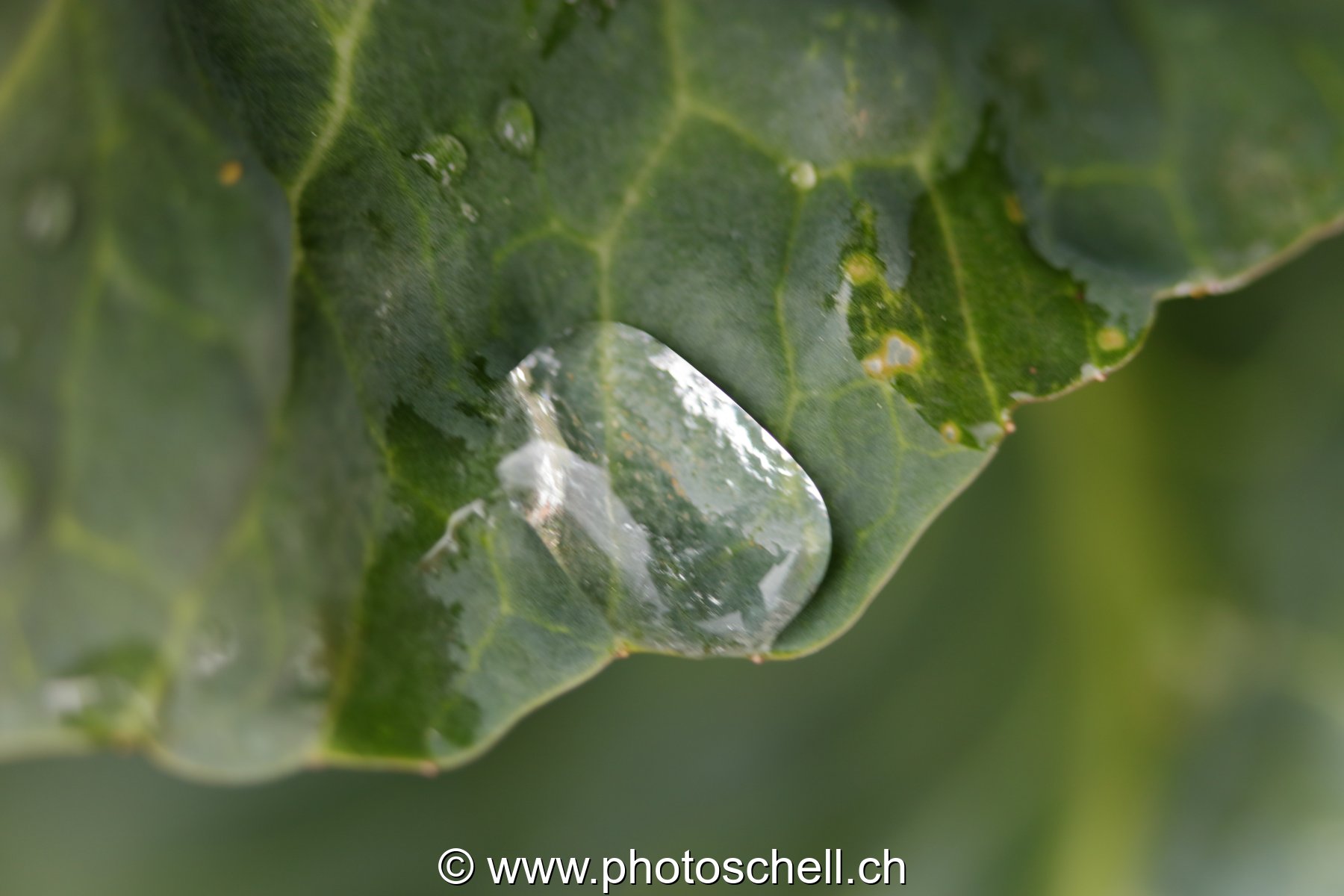 Goutte d'eau sur une feuille