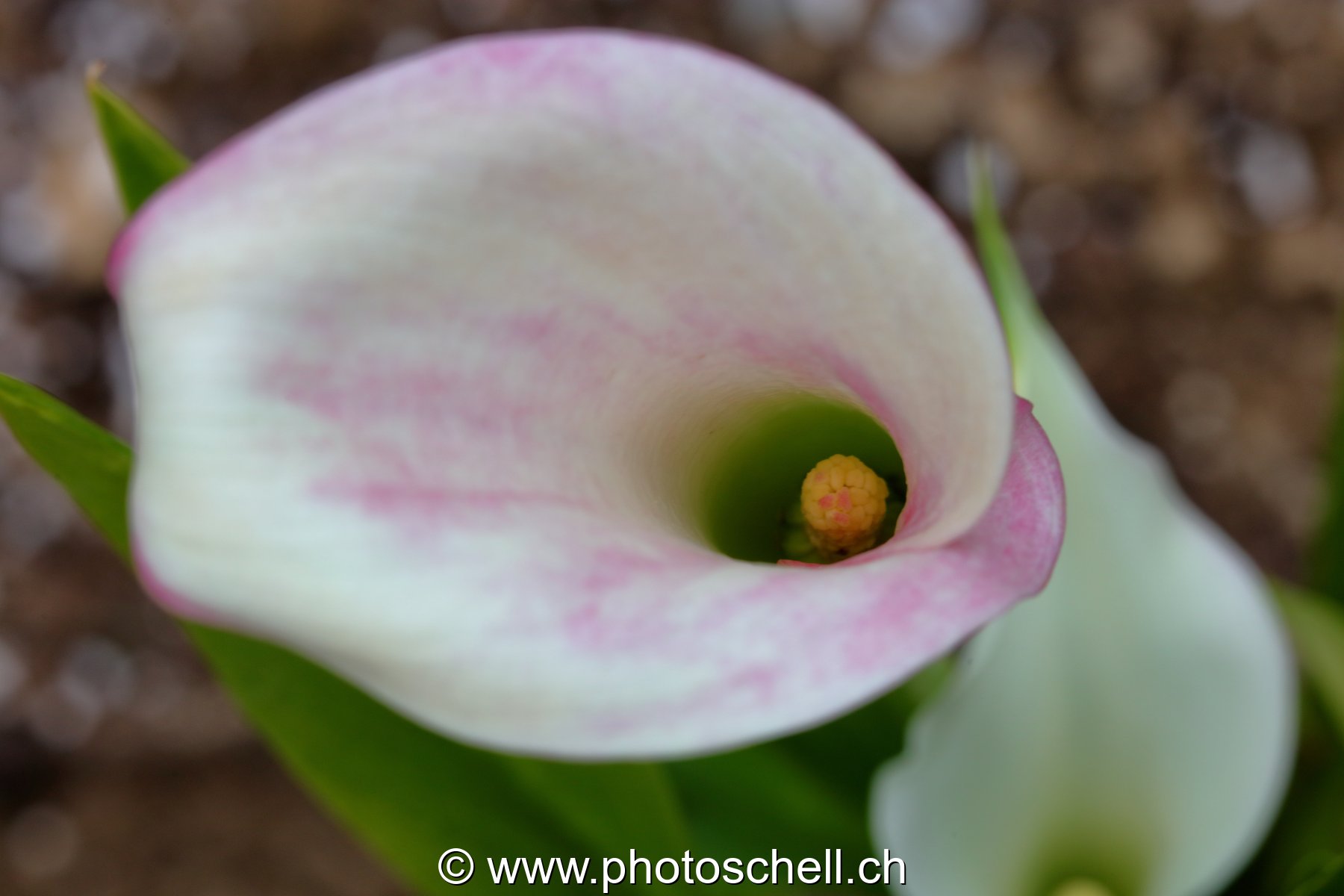 Fleur