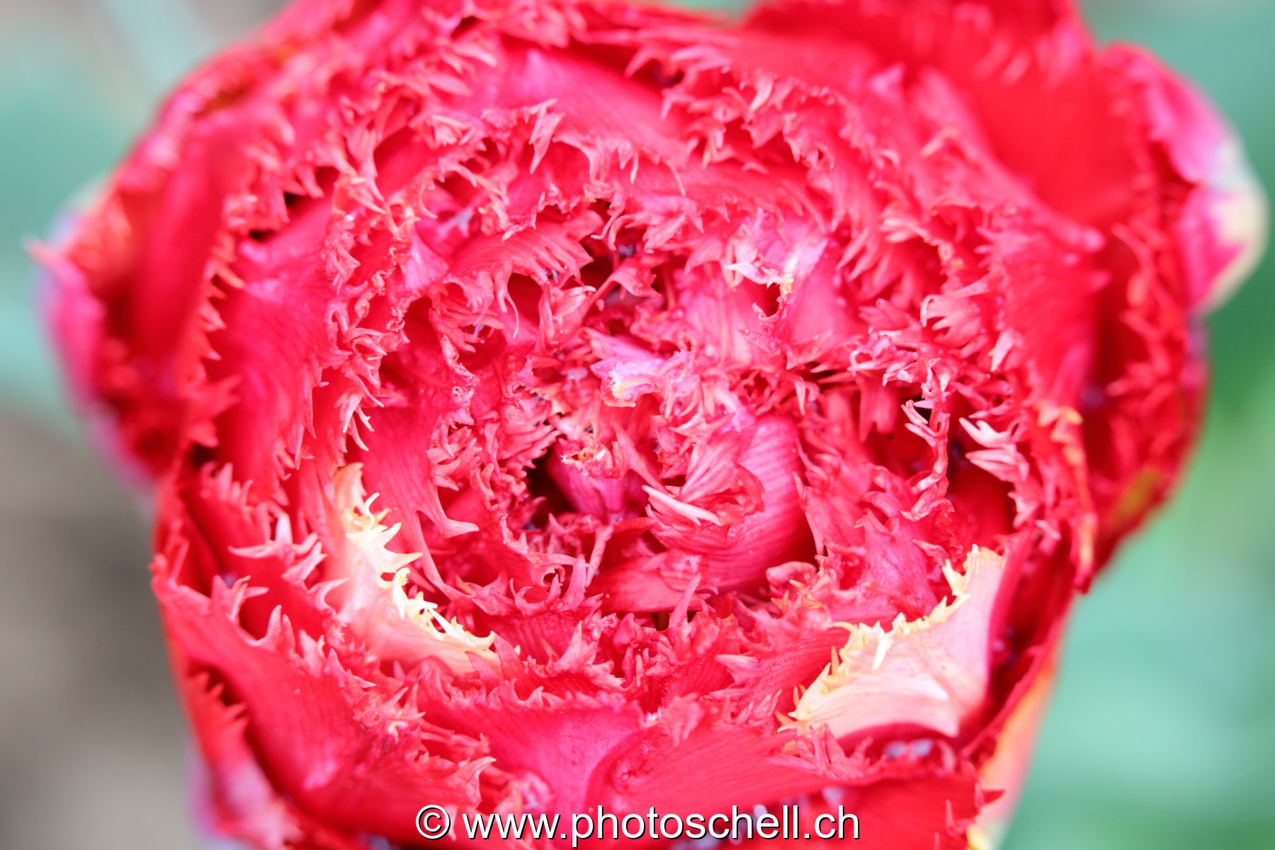 Fleur