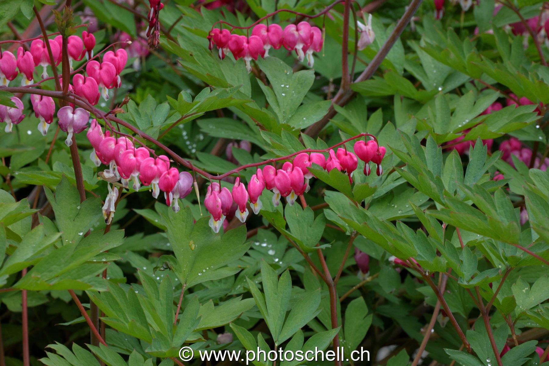Fleurs en coeur