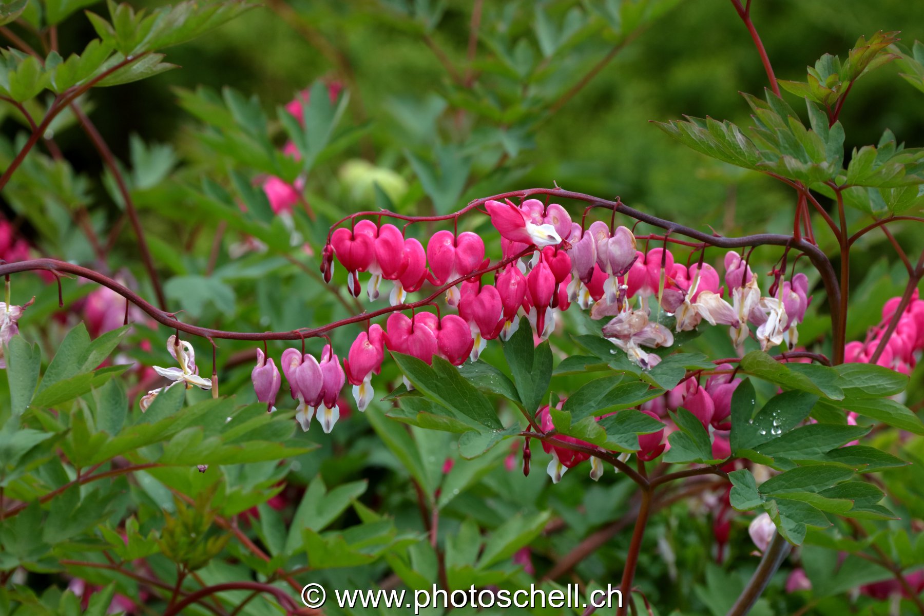 Fleurs en coeur