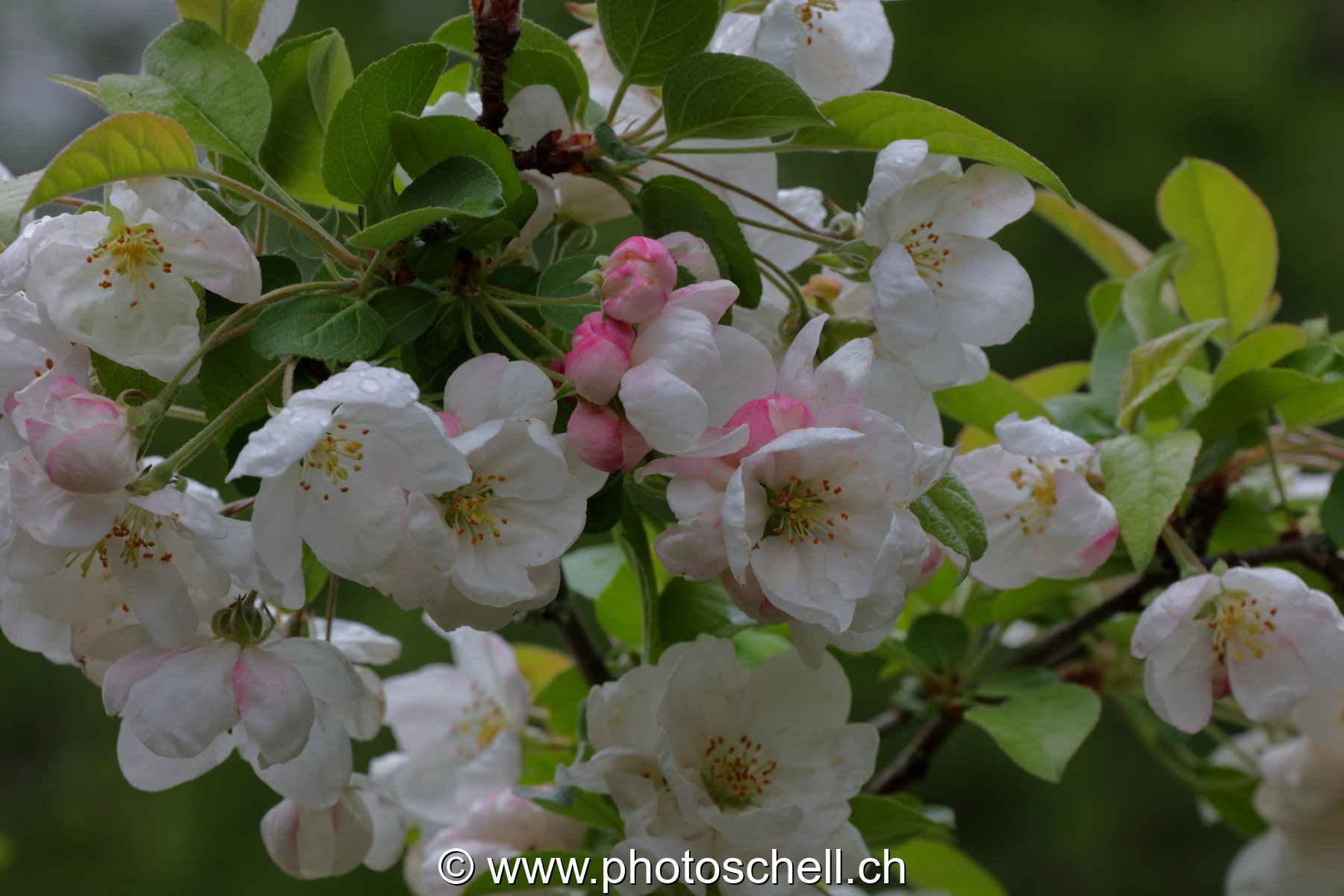 Fleurs