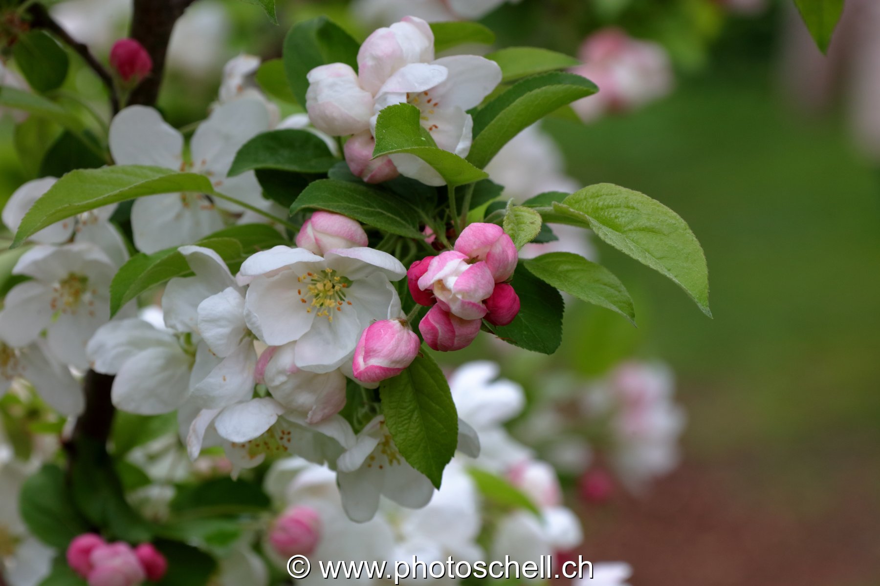 Fleurs