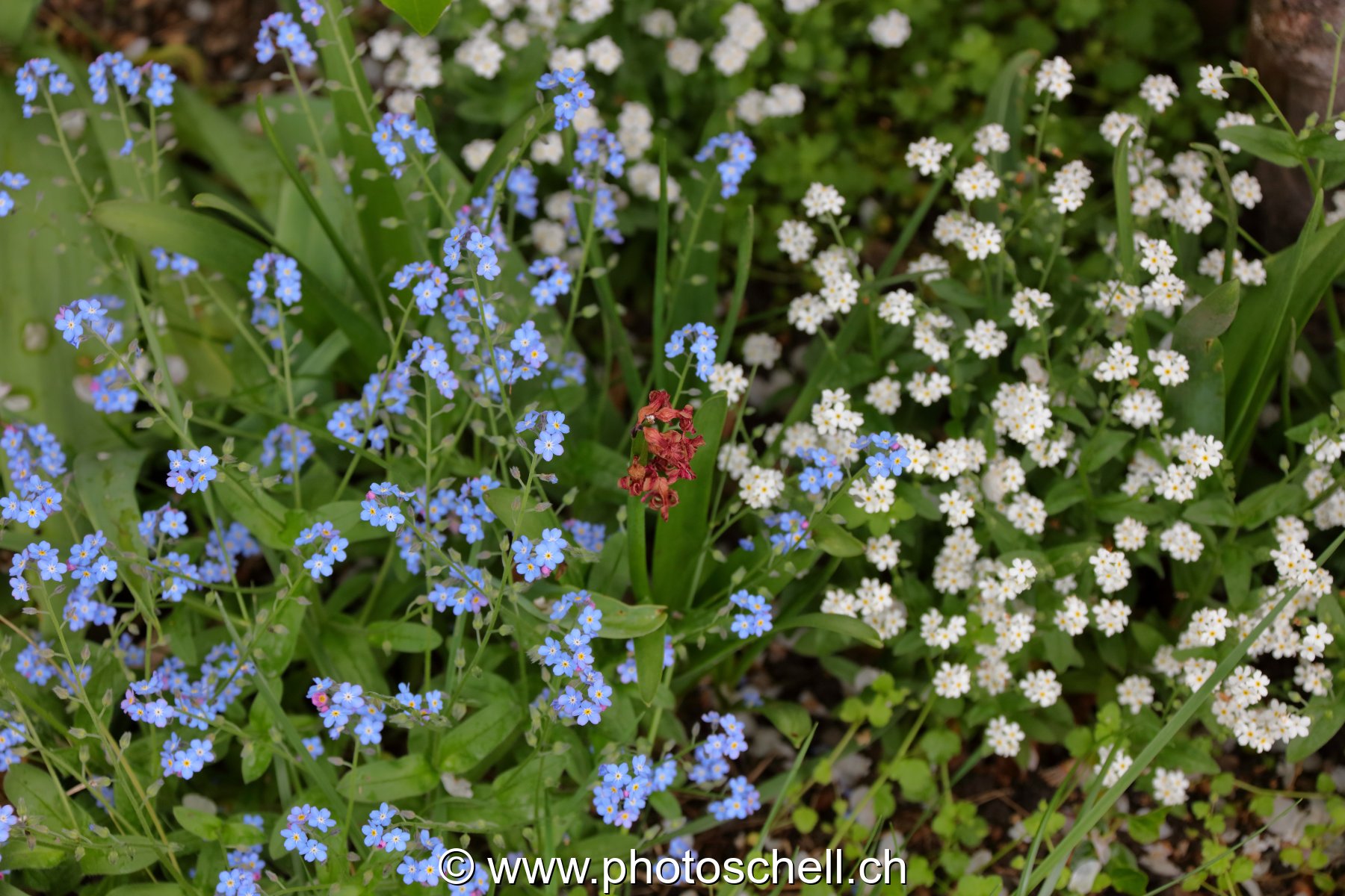Myosotis