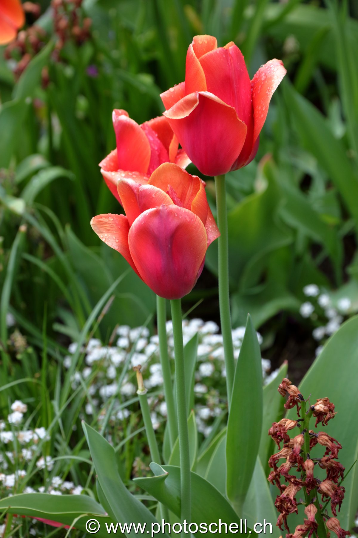 Tulipes