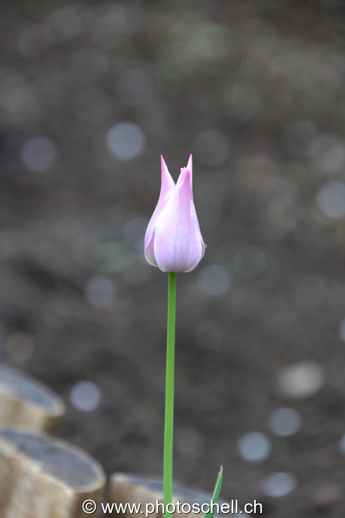 Tulipe