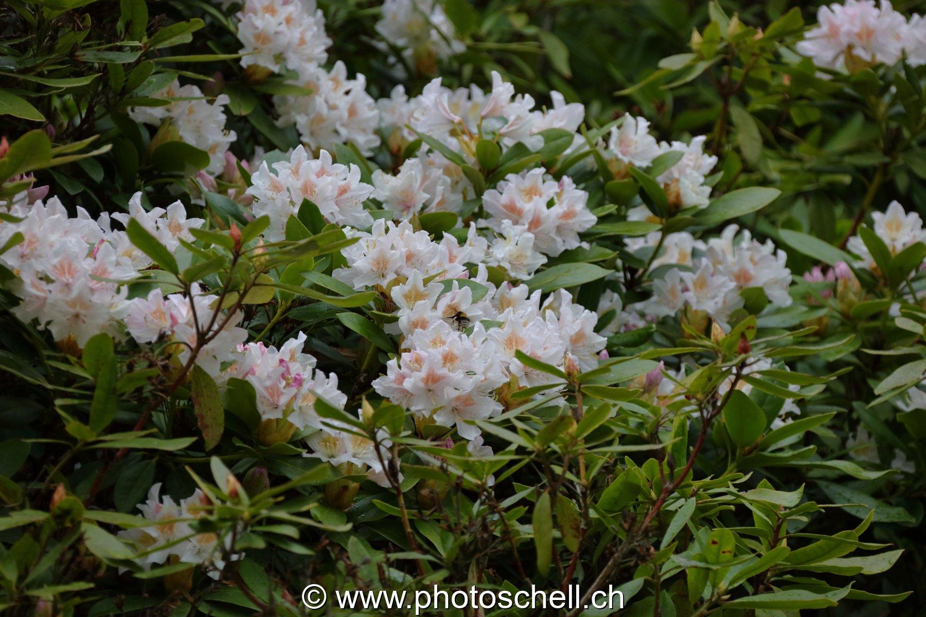 Fleurs