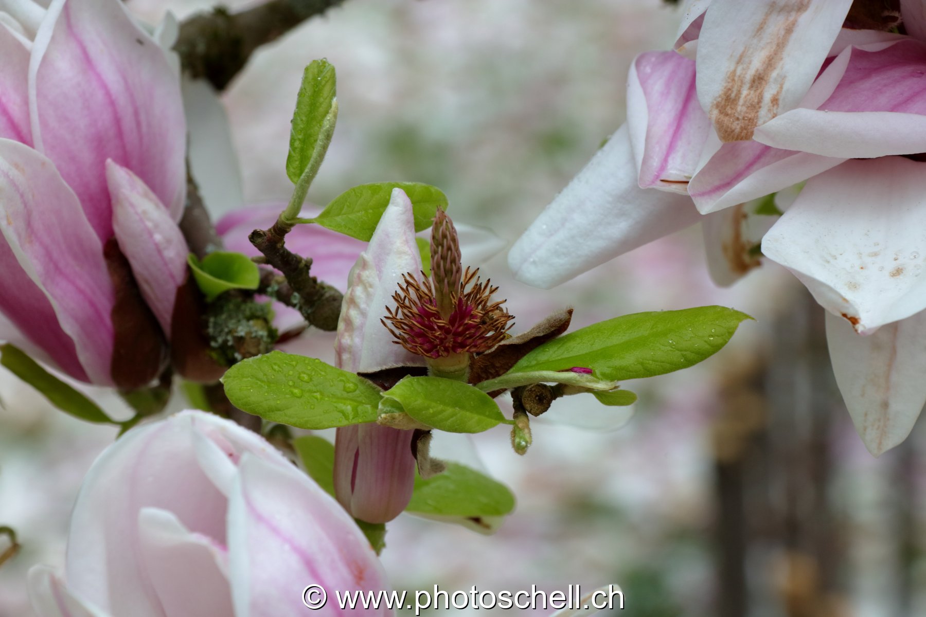 Fleurs de maronier