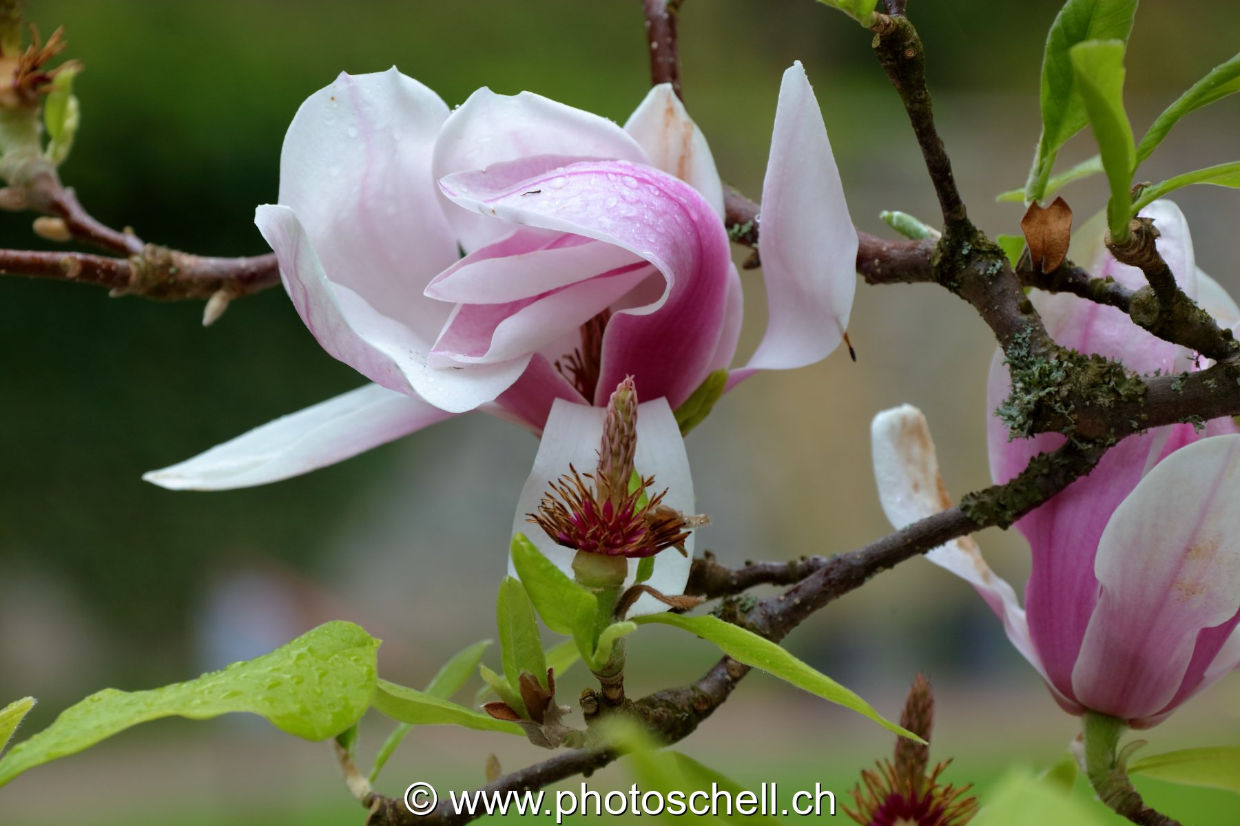 Fleurs de maronier