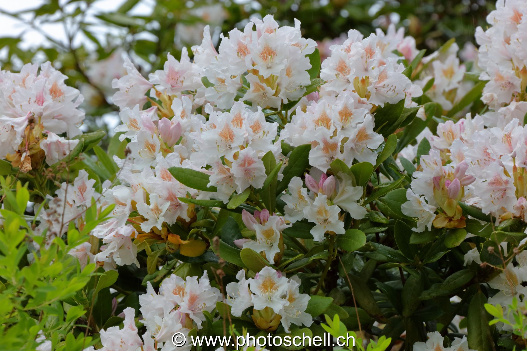 Fleurs