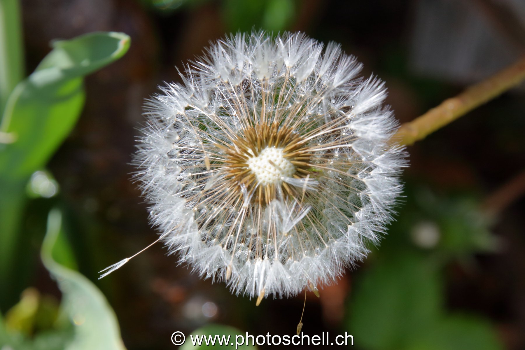 Pistils/graines de pissenlit